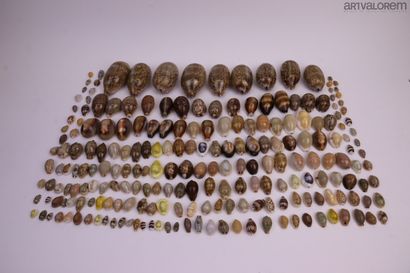 null Cypraeidae:

Very beautiful varied set of more than 140 specimens, Indo-Pacific...