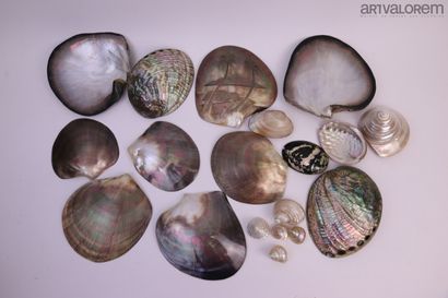Big Shells

Beautiful set of 10 large shells,...