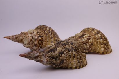 null Big Shells:

8 specimens, various species, 4 large blackcurrant tuberosa, 2...