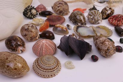 null Important batch of various and marine curiosities:

Including about 150 varied...