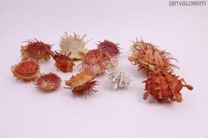 null Pectenidae and Spondyles:

12 coloured exotic pectens, (Japan, Philippines)...