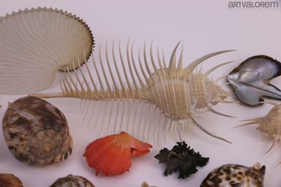 null Important lot de divers et curiosités marines :


Comprenant environ 150 spécimens...