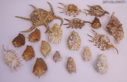 null Strombidae :					 


faune indo-Pacifique, plus de 50 spécimens, origines variées,...