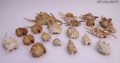 null Strombidae :					 


faune indo-Pacifique, plus de 50 spécimens, origines variées,...