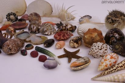 null Important lot de divers et curiosités marines :


Comprenant environ 150 spécimens...