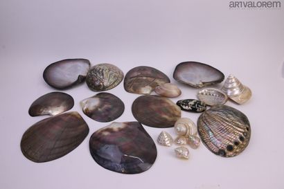 null Coquilles nacrées			 


Lot de plus de 16 spécimens comprenant 1 huitre perlière...