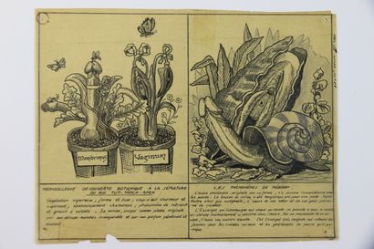 null Ink drawing on tracing paper "marvellous botanical discovery at the tomb of...