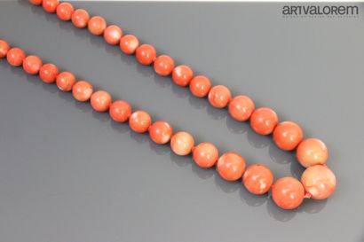null 
Necklace made of fifty-one bamboo coral beads, clasp in yellow gold 750°/°°.




Diameter...