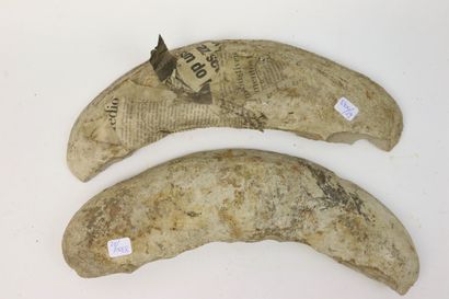 null Poissons fossiles avec gangues sous forme de coupe longitudinale.

L. 51 cm...