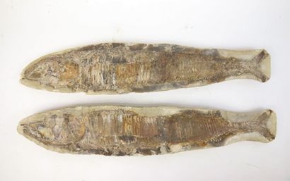 null Poissons fossiles avec gangues sous forme de coupe longitudinale.

L. 62,3 cm...