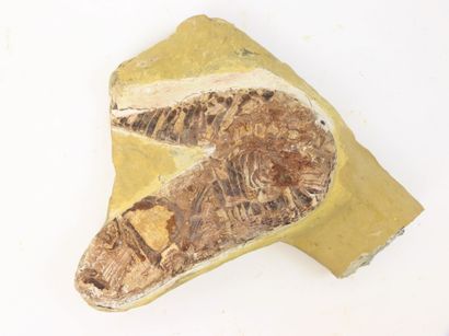 null Poisson fossile avec gangue présenté sous forme de coupe longitudinale. A l'origine,...