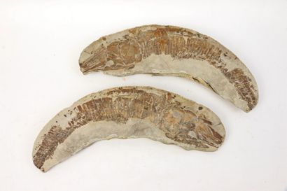 null Poissons fossiles avec gangues sous forme de coupe longitudinale.

L. 51 cm...