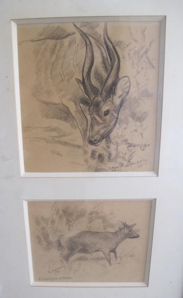 Roger RESTOUSSIN (XXe) Deux dessins au crayon "Bongo "et "Céphalophe de forêt", signés,...