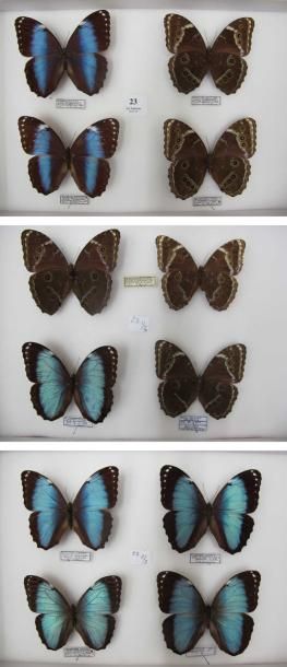 null Morpho helenor ssp. 3 boites (39x26)