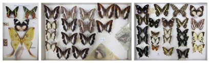 null Papilio- Charaxes et divers. (Madagascar) 1 boite (50 x 39) et 2 boites (39...