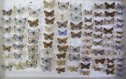 null Papilionidae. Lycaenidae. 5 boites (39x26)