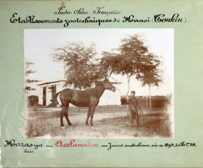  1902 Etablissement zootechnique de Hanoi (Tonkin). Un ensemble de 13 planches photographiques...