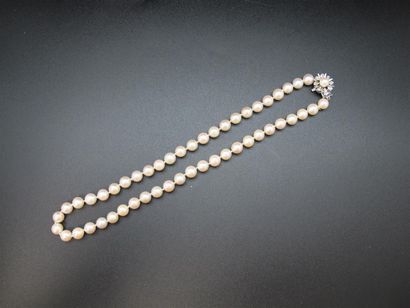 null Collier chocker composé d'un rang de perles de culture d'environ 7 mm, fermoir...