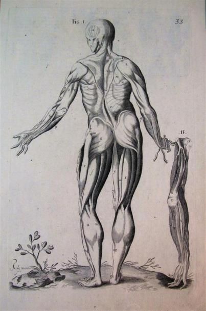 null Ensemble de gravures d'anatomie de la fin XVIIIe début XIXe siècle. 