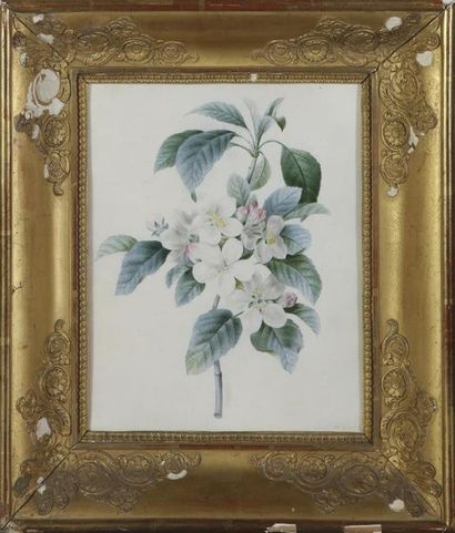 null Ecole française du XIXe siècle
Branche de prunier en fleur Aquarelle sur velin,...