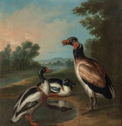 null Ecole flamande du XVIIe siècle, suiveur de Frans SNYDERS
Canard de barbarie
Huile...