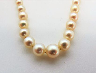 null Necklace made of 143 fine pearls in fall. Ratchet clasp in white gold adorned...