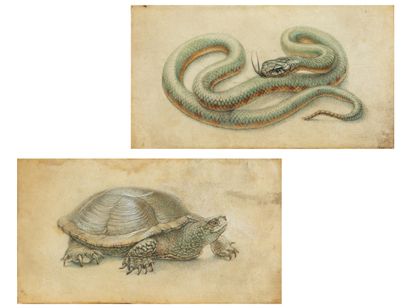 Giovanna Garzoni, Paar Tierminiaturen
SCHILDKRÖTE

 
sowie 
SCHLANGE
Miniaturmalerei... Gazette Drouot