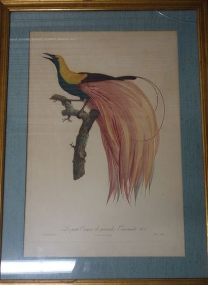 D'après Jacques BARRABAND (1768-1809) 

Le petit oiseau de paradis, Emeraude n° 4....