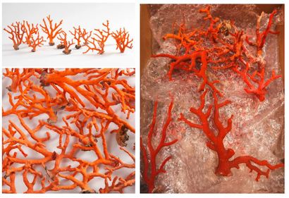 null Lot comprenant :
- 25 coraux rouges.
- 80 coraux rose orangé.
- Nombreux débris...