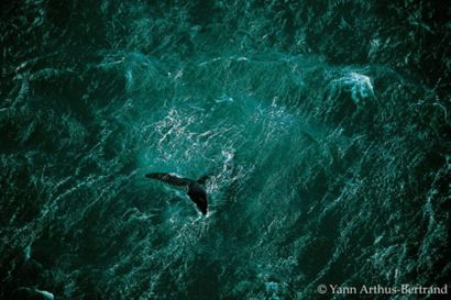 Yann ARTHUS BERTRAND un tirage encadré contrecollé de la photo intitulée Baleine...