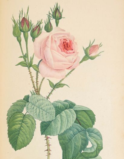 Pierre-Joseph REDOUTE (1759-1840) Les roses peintes par P.J. Redouté décrites par...
