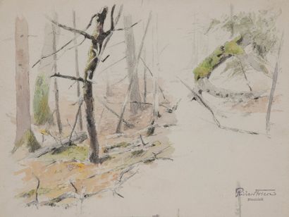 Richard FRIESE (1854-1918) Etude de sous-bois.
Crayon noir et aquarelle sur papier.
Cachet...