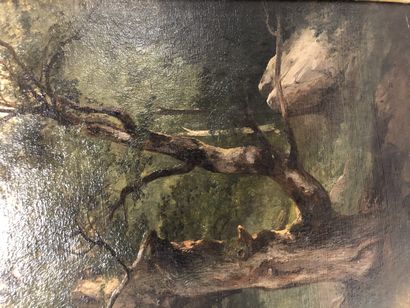 Jules COIGNET (1798-1860) Etude de chêne (Fontainebleau).
Huile sur papier marouflé...
