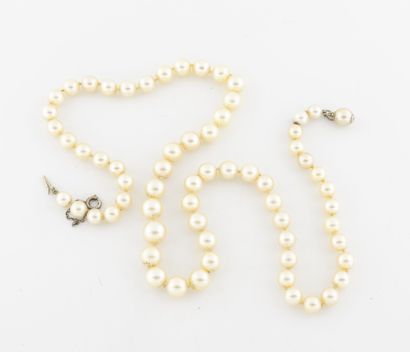 Necklace of pearls of culture in fall. 
Clasp...