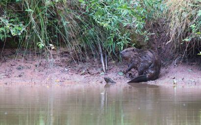 Une excursion inédite en canoë sur la Loire à la découverte des castors, guidée par les spécialistes de l’Office français de la biodiversité