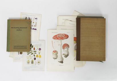 Lot de deux recueils de planches imprimées en fac-similé, comprenant : - Nos plantes...