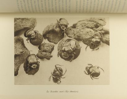 Jean-Henri FABRE Souvenirs Entomologiques. Étude sur l'Instinct et les Moeurs des...