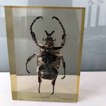 null 
Goliath beetle under plexiglass.




18 x 13 x 5,5 cm.




Wear, scratches...