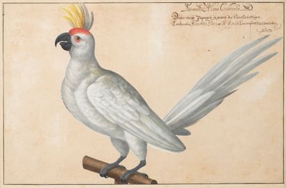 Johann Jakob WALTHER (Strasbourg 1604-1676) Perroquet blanc dit Perroquet du Cardinal...