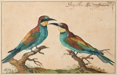 Johann Jakob WALTHER (Strasbourg 1604-1676) Two Merops, also known as the European...
