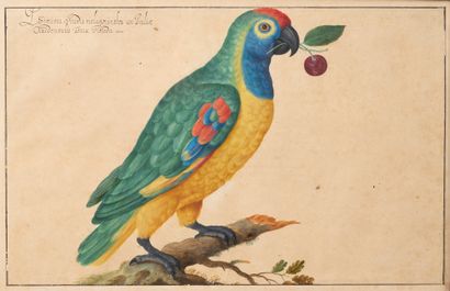 Johann Jakob WALTHER (Strasbourg 1604-1676) Amazonian green parrot with a cherry...