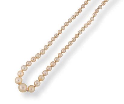 null Necklace composed of a fall of pearls probably fine of approximately 2 to 5.3...