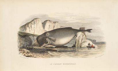 LACEPEDE Natural history, including cetaceans, oviparous quadrupeds, snakes and fish.

Paris,...