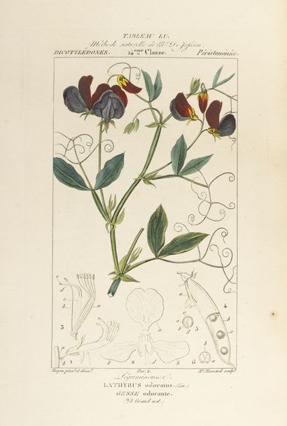 CHAUMETON, POIRET, CHAMBERET Medical flora.

Paris, Imp. Panckoucke, 1841-1845.

7...