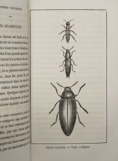 null 3 vol. :

- Abbé J.-J. BOURASSE

* Esquisse entomologiques ou Histoire naturelle...