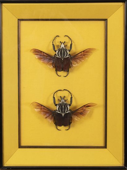 Goliathus goliatus.

Deux scarabées aux ailes...