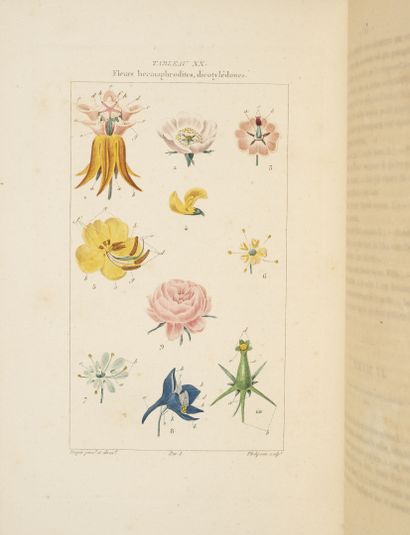 CHAUMETON, POIRET, CHAMBERET Flore médicale.

Paris, Imp. Panckoucke, 1841-1845.

7...