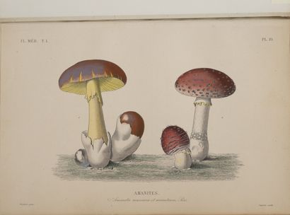 REVEIL, GERARD, DUPUIS, HERINCQ Le Règne végétal.

Paris, Guérin & Cie, 1870-1872....