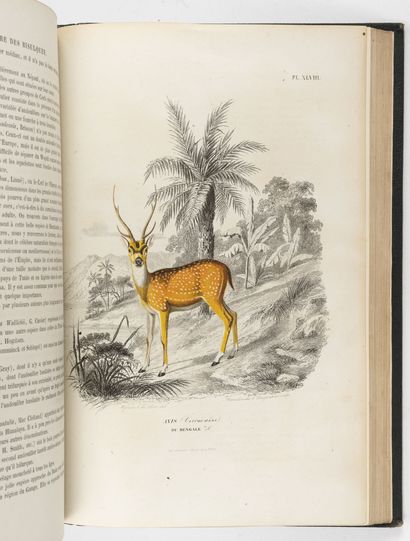 null 2 vol. on animals :

- Paul GERVAIS

Natural history of Mammals...

Paris, Curmer,...