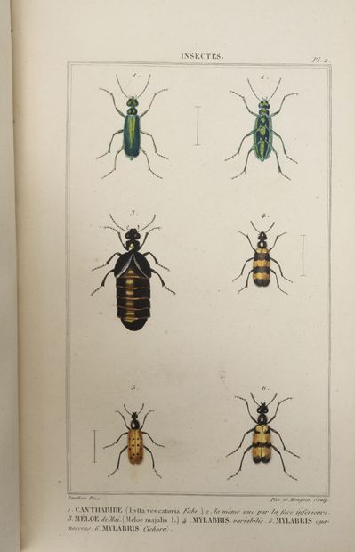 Achille Richard Élémens d'histoire naturelle médicale.

T. 1. Zoologie et T.2. Minéralogie,...